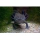 AXOLOTL MEXICKÝ - AMBYSTOMA MEXICANUM