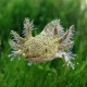 AXOLOTL MEXICKÝ - AMBYSTOMA MEXICANUM