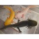 AXOLOTL MEXICKÝ - AMBYSTOMA MEXICANUM