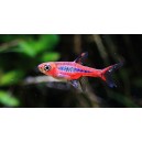 RAZBORKA BORNEJSK&Aacute; - RASBORA BRIGITTAE