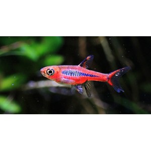 RAZBORKA BORNEJSK&Aacute; - RASBORA BRIGITTAE