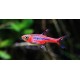 RAZBORKA BORNEJSKÁ - RASBORA BRIGITTAE