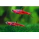 RAZBORKA BORNEJSKÁ - RASBORA BRIGITTAE