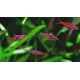 RAZBORKA BORNEJSKÁ - RASBORA BRIGITTAE