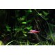RAZBORKA BORNEJSKÁ - RASBORA BRIGITTAE