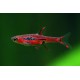 RAZBORKA BORNEJSKÁ - RASBORA BRIGITTAE