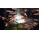 RAZBORKA BORNEJSKÁ - RASBORA BRIGITTAE
