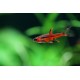 RAZBORKA BORNEJSKÁ - RASBORA BRIGITTAE