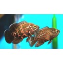 VRUBOZUBEC PAV&Iacute; - ASTRONOTUS OCELLATUS