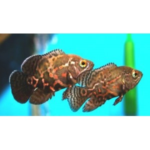 VRUBOZUBEC PAV&Iacute; - ASTRONOTUS OCELLATUS