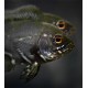 VRUBOZUBEC PAVÍ - ASTRONOTUS OCELLATUS