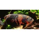 VRUBOZUBEC PAVÍ - ASTRONOTUS OCELLATUS