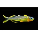 GAVŮNEK VIDLOOCAS&Yacute;-Pseudomugil furcatus