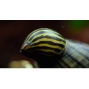 ZUBOVEC - NERITINA ZEBRA