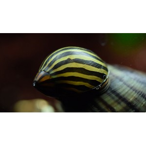 ZUBOVEC - NERITINA ZEBRA