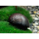 ZUBOVEC - NERITINA PULLIGERA