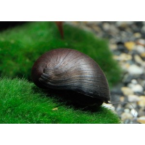 ZUBOVEC - NERITINA PULLIGERA