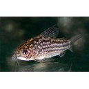 PANC&Eacute;ŘN&Iacute;ČEK DROBN&Yacute; - Corydoras nanus