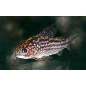 PANC&Eacute;ŘN&Iacute;ČEK DROBN&Yacute; - Corydoras nanus