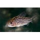 PANCÉŘNÍČEK DROBNÝ - Corydoras nanus