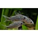 PANCÉŘNÍČEK DROBNÝ - Corydoras nanus