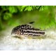 PANCÉŘNÍČEK DROBNÝ - Corydoras nanus