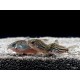 PANCÉŘNÍČEK DROBNÝ - Corydoras nanus